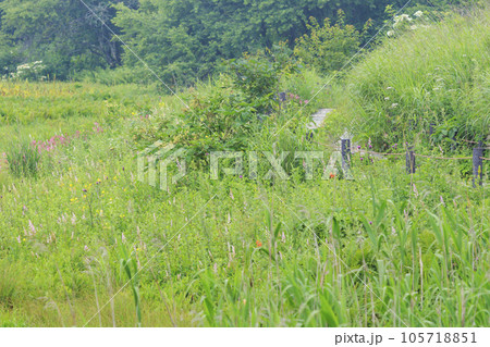 高山植物満開の夏の八島湿原 高山植物満開の夏の八島湿原 105718851