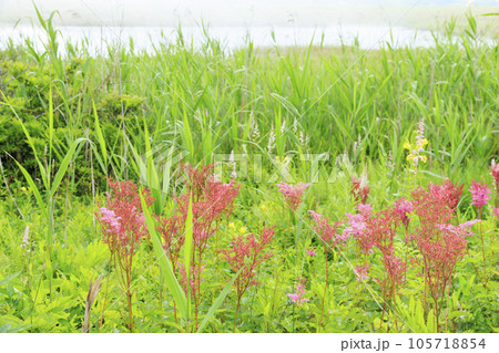 高山植物満開の夏の八島湿原 105718854