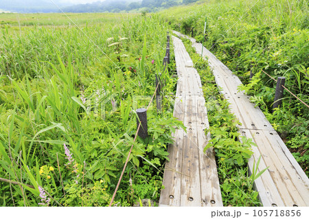 高山植物満開の夏の八島湿原 105718856
