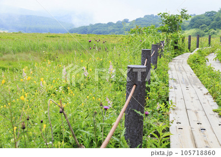 高山植物満開の夏の八島湿原 105718860