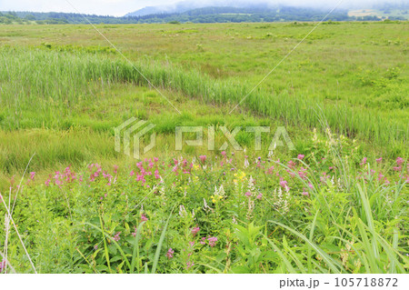 高山植物満開の夏の八島湿原 105718872