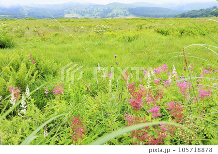 高山植物満開の夏の八島湿原 高山植物満開の夏の八島湿原 105718878