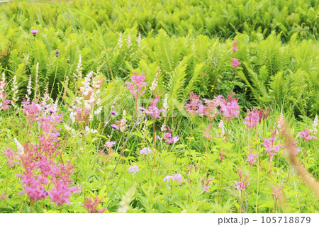 高山植物満開の夏の八島湿原 105718879