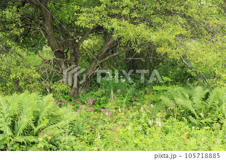 高山植物満開の夏の八島湿原 高山植物満開の夏の八島湿原 105718885