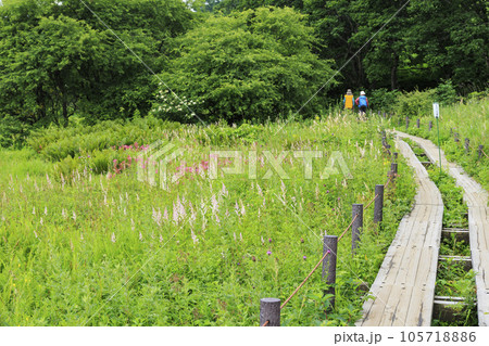 高山植物満開の夏の八島湿原 高山植物満開の夏の八島湿原 105718886