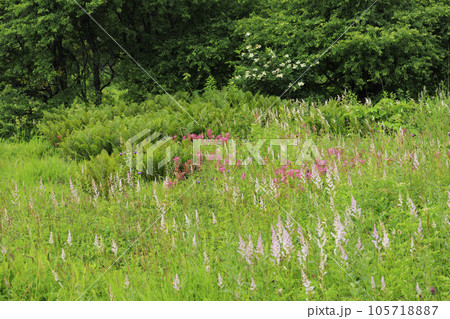 高山植物満開の夏の八島湿原 高山植物満開の夏の八島湿原 105718887