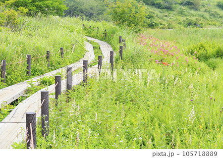 高山植物満開の夏の八島湿原 105718889