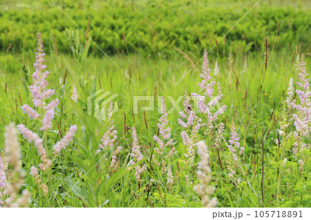 高山植物満開の夏の八島湿原 105718891