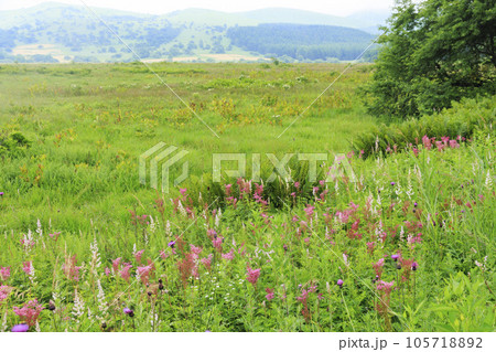 高山植物満開の夏の八島湿原 105718892