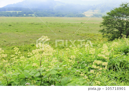 高山植物満開の夏の八島湿原 105718901