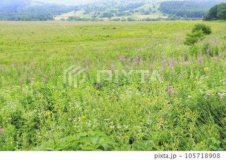 高山植物満開の夏の八島湿原 105718908