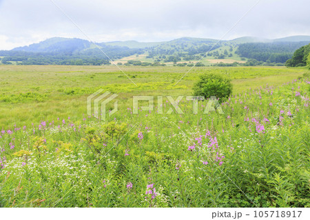 高山植物満開の夏の八島湿原 105718917