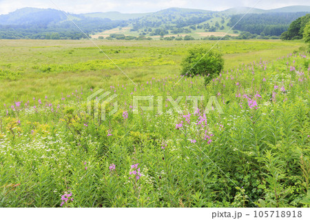 高山植物満開の夏の八島湿原 105718918