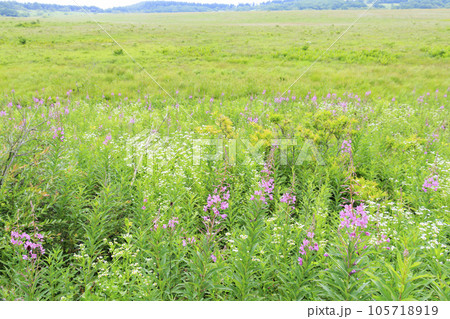 高山植物満開の夏の八島湿原 105718919