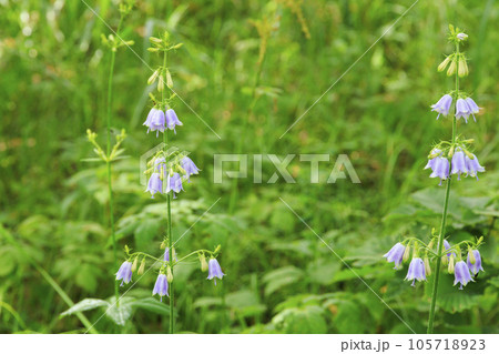 高山植物満開の夏の八島湿原 105718923