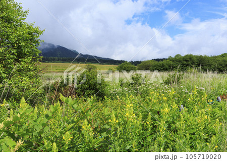高山植物満開の夏の八島湿原 高山植物満開の夏の八島湿原 105719020