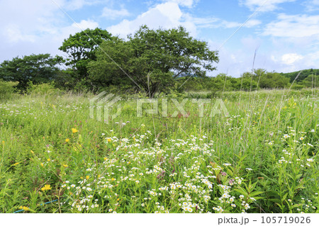 高山植物満開の夏の八島湿原 高山植物満開の夏の八島湿原 105719026