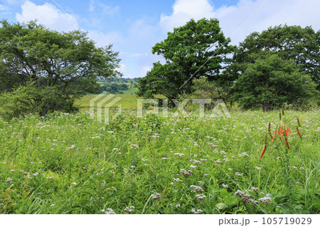 高山植物満開の夏の八島湿原 高山植物満開の夏の八島湿原 105719029