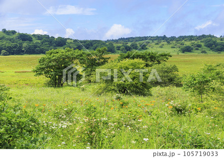 高山植物満開の夏の八島湿原 105719033
