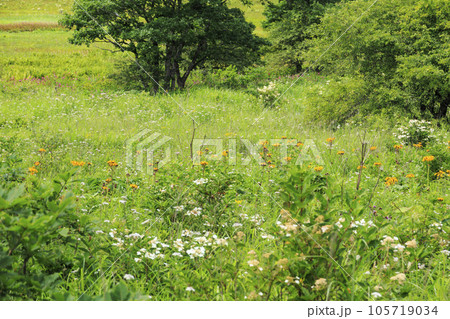 高山植物満開の夏の八島湿原 高山植物満開の夏の八島湿原 105719034
