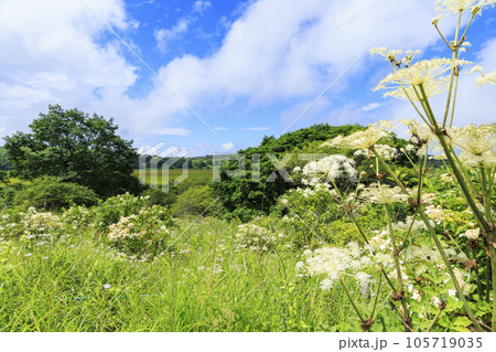 高山植物満開の夏の八島湿原 高山植物満開の夏の八島湿原 105719035
