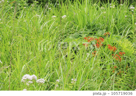 高山植物満開の夏の八島湿原 高山植物満開の夏の八島湿原 105719036