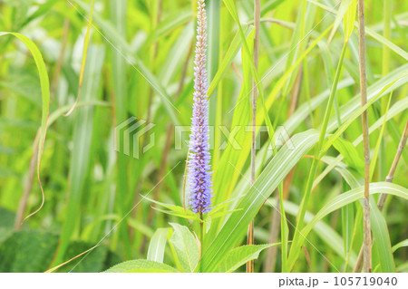 高山植物満開の夏の八島湿原 高山植物満開の夏の八島湿原 105719040
