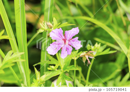 高山植物満開の夏の八島湿原 高山植物満開の夏の八島湿原 105719041