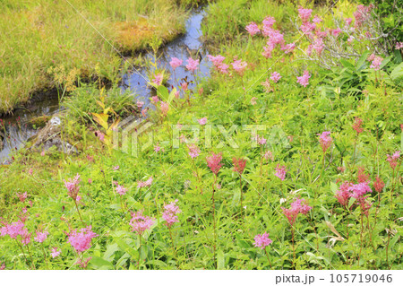 高山植物満開の夏の八島湿原 高山植物満開の夏の八島湿原 105719046