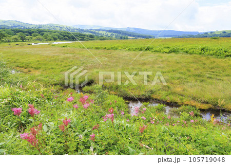 高山植物満開の夏の八島湿原 105719048