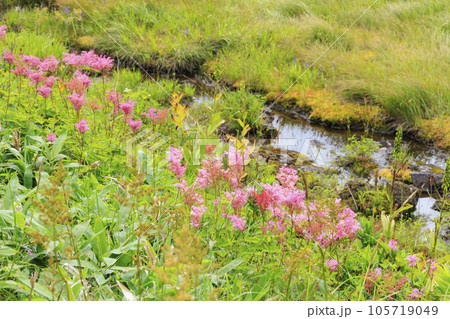 高山植物満開の夏の八島湿原 105719049