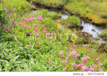 高山植物満開の夏の八島湿原 105719050