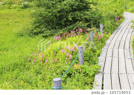 高山植物満開の夏の八島湿原 高山植物満開の夏の八島湿原 105719053
