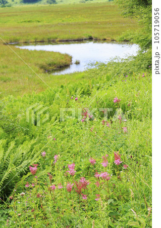 高山植物満開の夏の八島湿原 高山植物満開の夏の八島湿原 105719056