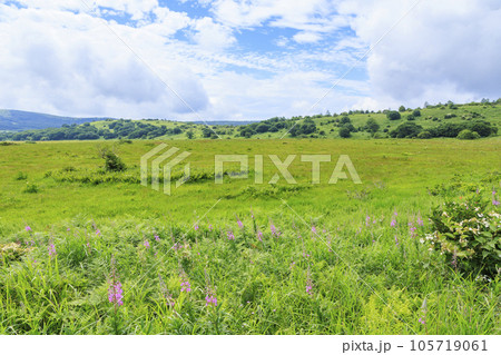 高山植物満開の夏の八島湿原 高山植物満開の夏の八島湿原 105719061
