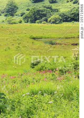 高山植物満開の夏の八島湿原 高山植物満開の夏の八島湿原 105719066