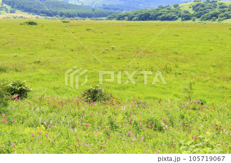 高山植物満開の夏の八島湿原 高山植物満開の夏の八島湿原 105719067