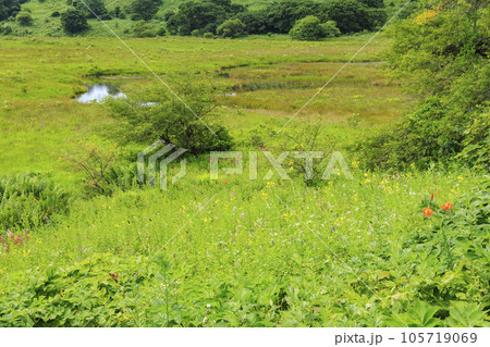 高山植物満開の夏の八島湿原 高山植物満開の夏の八島湿原 105719069