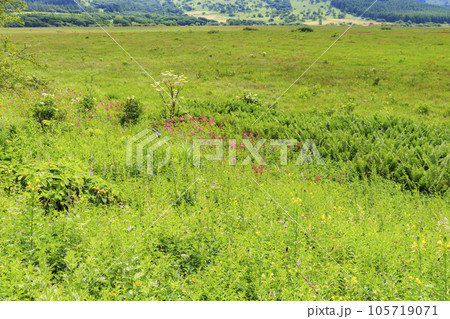 高山植物満開の夏の八島湿原 高山植物満開の夏の八島湿原 105719071