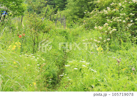 高山植物満開の夏の八島湿原 高山植物満開の夏の八島湿原 105719078