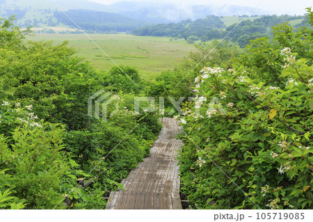高山植物満開の夏の八島湿原 高山植物満開の夏の八島湿原 105719085