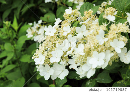 高山植物満開の夏の八島湿原 高山植物満開の夏の八島湿原 105719087