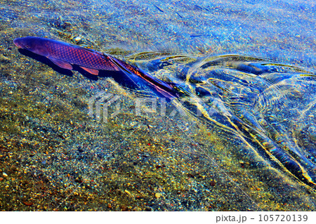 真鯉の綺麗な泳ぎと波あと模様 105720139