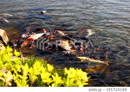 鯉の仲間たちと楽しい戯れ 105720189