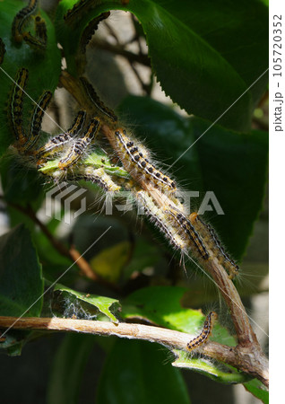 かぶれたら治りにくいt危険なチャドクガ かぶれたら治りにくいt危険なチャドクガ 105720352