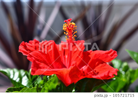 真赤なハイビスカスの花 真赤なハイビスカスの花 105721715