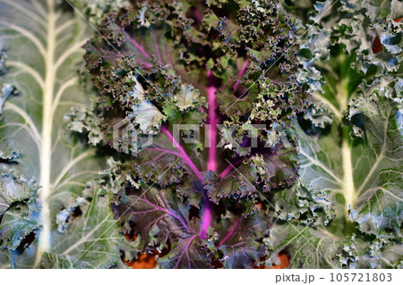 ケールの葉っぱ 105721803