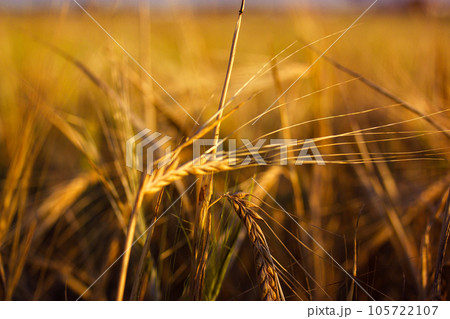 A golden ear of wheat in the field in a warm sunlight in summer. Growing, cultivating, caring for plants on a farmland. Natural grain crops for flour and bread production. Agriculture background crop. 105722107