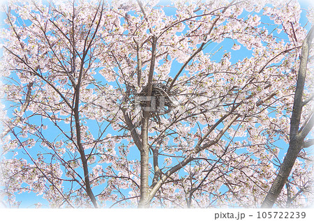 青空に映える満開の桜と鳥の巣跡 （イラスト風） 105722239
