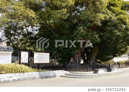 水戸市 水戸城跡の大シイと水戸学の道案内板 水戸市 水戸城跡の大シイと水戸学の道案内板 105722291